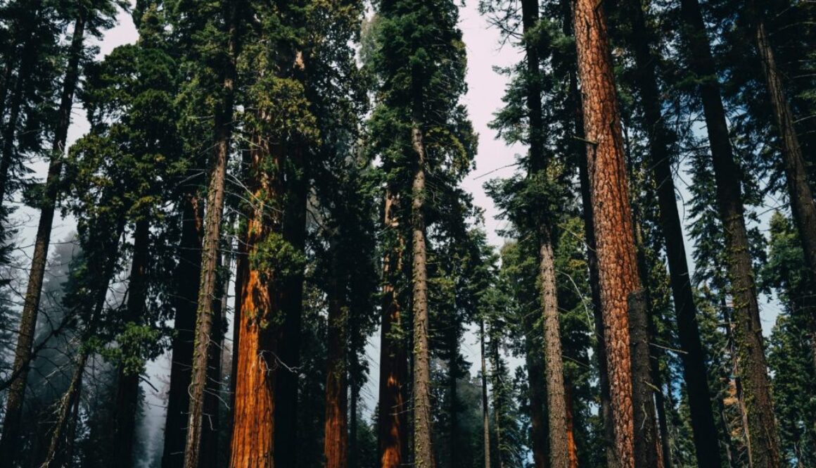 Der Sequoia-Nationalpark
